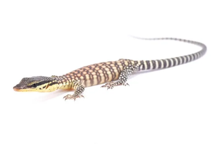 Framed Print : Kimberley rock monitor, Varanus glauerti Framed Print : Kimberley rock monitor, Varanus glauerti