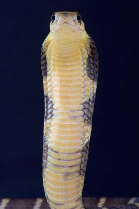 Framed Print : King cobra / Ophiophagus hannah Framed Print : King cobra / Ophiophagus hannah