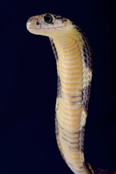 Framed Print : King cobra / Ophiophagus hannah Framed Print : King cobra / Ophiophagus hannah