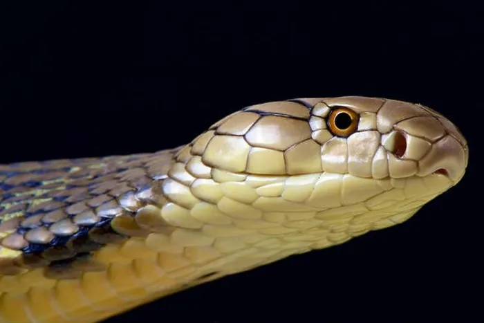 Framed Print : King Cobra (Ophiophagus hannah) Framed Print : King Cobra (Ophiophagus hannah)