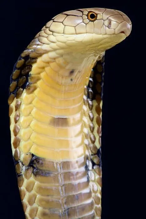 Framed Print : King Cobra (Ophiophagus hannah) Framed Print : King Cobra (Ophiophagus hannah)
