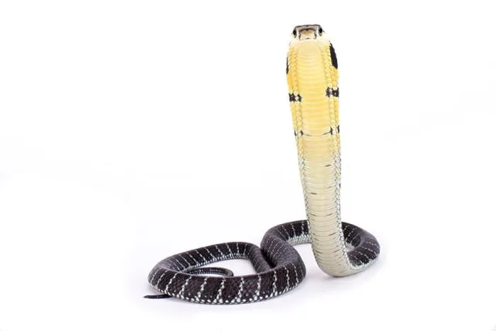 Framed Print : King cobra, Ophiophagus hannah Framed Print : King cobra, Ophiophagus hannah