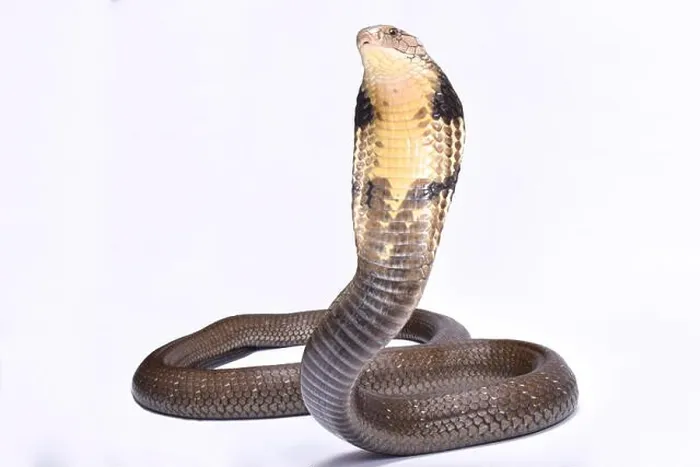 Framed Print : King cobra (Ophiophagus hannah) Framed Print : King cobra (Ophiophagus hannah)