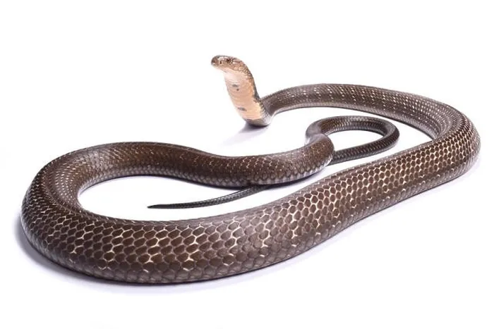 Framed Print : King cobra (Ophiophagus hannah) Framed Print : King cobra (Ophiophagus hannah)