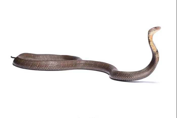 Framed Print : King cobra (Ophiophagus hannah) Framed Print : King cobra (Ophiophagus hannah)
