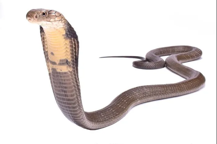 Framed Print : King cobra (Ophiophagus hannah) Framed Print : King cobra (Ophiophagus hannah)