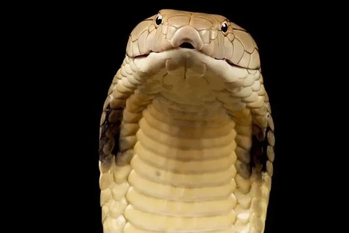 Framed Print : King cobra (Ophiophagus hannah) Framed Print : King cobra (Ophiophagus hannah)