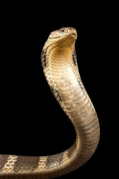 Framed Print : King cobra (Ophiophagus hannah) Framed Print : King cobra (Ophiophagus hannah)