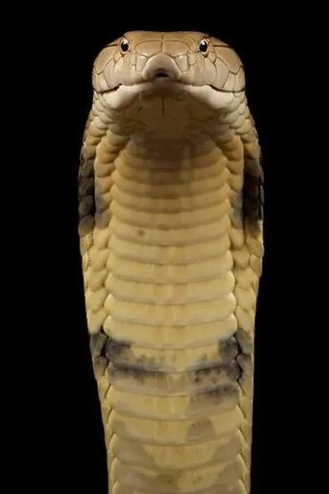 Framed Print : King cobra (Ophiophagus hannah) Framed Print : King cobra (Ophiophagus hannah)