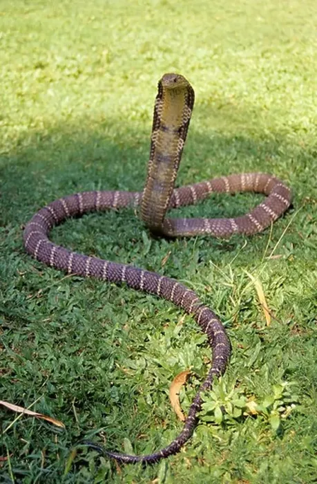 Framed Print : KING COBRA. Ophiophagus hannah. Venomous rare. Largest venomous snake in the world Framed Print : KING COBRA. Ophiophagus hannah. Venomous rare. Largest venomous snake in the world