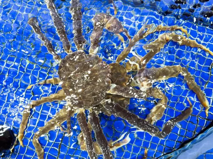 Framed Print : King Crab under water. Alaskan King Crabs in aquarium. The Red king crab Framed Print : King Crab under water. Alaskan King Crabs in aquarium. The Red king crab