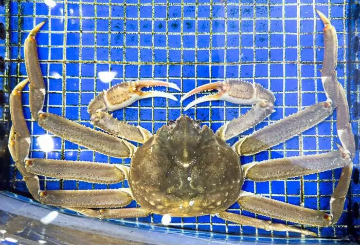 Framed Print : King Crab under water. Alaskan King Crabs in aquarium. The Red king crab Framed Print : King Crab under water. Alaskan King Crabs in aquarium. The Red king crab