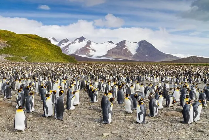 Framed Print : King penguins (Aptenodytes patagonicus) at breeding and nesting colony at Salisbury Plain in the Bay of Isles Framed Print : King penguins (Aptenodytes patagonicus) at breeding and nesting colony at Salisbury Plain in the Bay of Isles