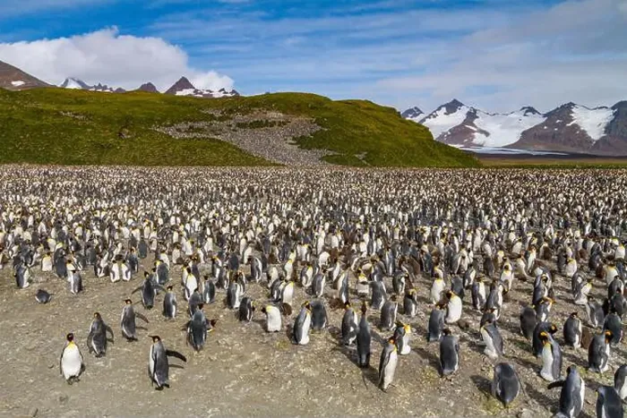 Framed Print : King penguins (Aptenodytes patagonicus) at breeding and nesting colony at Salisbury Plain in the Bay of Isles Framed Print : King penguins (Aptenodytes patagonicus) at breeding and nesting colony at Salisbury Plain in the Bay of Isles