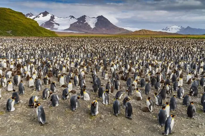 Framed Print : King penguins (Aptenodytes patagonicus) at breeding and nesting colony at Salisbury Plain in the Bay of Isles Framed Print : King penguins (Aptenodytes patagonicus) at breeding and nesting colony at Salisbury Plain in the Bay of Isles
