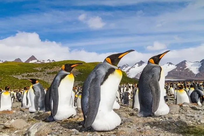 Framed Print : King penguins (Aptenodytes patagonicus) at breeding and nesting colony at Salisbury Plain in the Bay of Isles Framed Print : King penguins (Aptenodytes patagonicus) at breeding and nesting colony at Salisbury Plain in the Bay of Isles