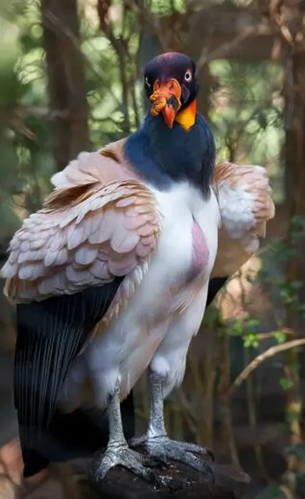 Framed Print : King Vulture. Seen in Brevard Zoo, Melbourne, FL, USA Framed Print : King Vulture. Seen in Brevard Zoo, Melbourne, FL, USA