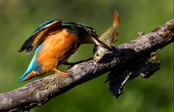 Framed Print : the kingfisher has so his fight Framed Print : the kingfisher has so his fight
