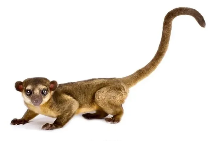 Framed Print : Kinkajou also known as honey bear (Potos flavus) Framed Print : Kinkajou also known as honey bear (Potos flavus)