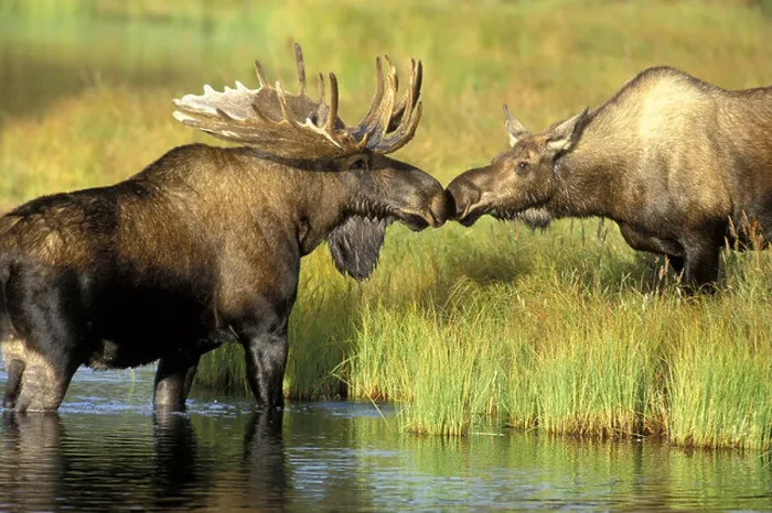 Framed Print : Kissing Pair Moose Wonder Lake Denali Natl Park Interior Alaska Fall Female Male Grass Framed Print : Kissing Pair Moose Wonder Lake Denali Natl Park Interior Alaska Fall Female Male Grass