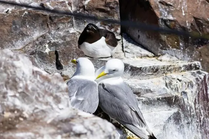 Framed Print : Kittiwakes gathering on the rocks at The Farne Islands, Northumberland, UK Framed Print : Kittiwakes gathering on the rocks at The Farne Islands, Northumberland, UK