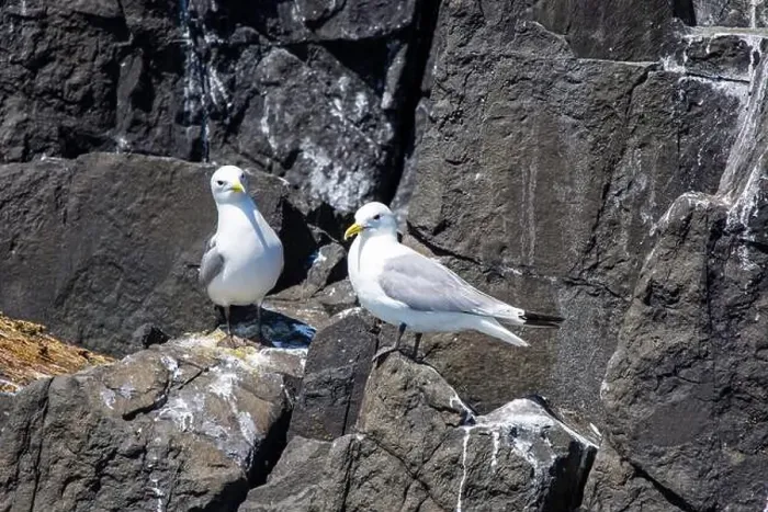 Framed Print : Kittiwakes gathering on the rocks at The Farne Islands, Northumberland, UK Framed Print : Kittiwakes gathering on the rocks at The Farne Islands, Northumberland, UK
