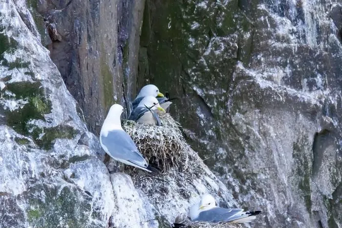 Framed Print : Kittiwakes gathering on the rocks at The Farne Islands, Northumberland, UK Framed Print : Kittiwakes gathering on the rocks at The Farne Islands, Northumberland, UK