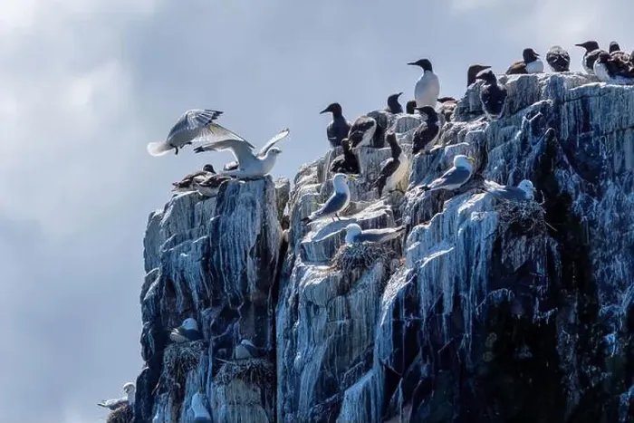 Framed Print : Kittiwakes (Rissa Tridactyla) attempt to land among Guillemots on the Farne Islands, Northumberland, UK Framed Print : Kittiwakes (Rissa Tridactyla) attempt to land among Guillemots on the Farne Islands, Northumberland, UK