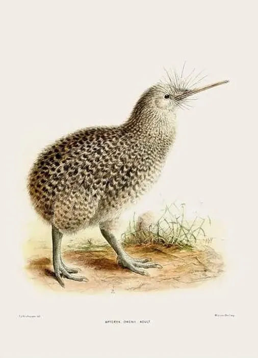 Framed Print : Kiwi: New Zealand native land bird. Vintage bird illustration. 19th century bird art. Ca 1878 Framed Print : Kiwi: New Zealand native land bird. Vintage bird illustration. 19th century bird art. Ca 1878