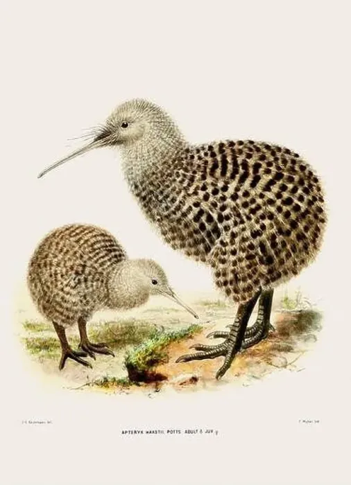Framed Print : Kiwi: New Zealand native land bird. Vintage bird illustration. 19th century bird art. Ca 1878 Framed Print : Kiwi: New Zealand native land bird. Vintage bird illustration. 19th century bird art. Ca 1878