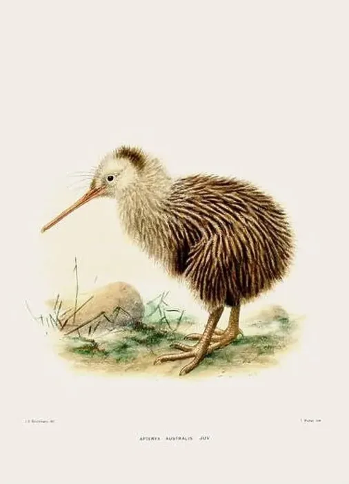Framed Print : Kiwi: New Zealand native land bird. Vintage bird illustration. 19th century bird art. Ca 1878 Framed Print : Kiwi: New Zealand native land bird. Vintage bird illustration. 19th century bird art. Ca 1878
