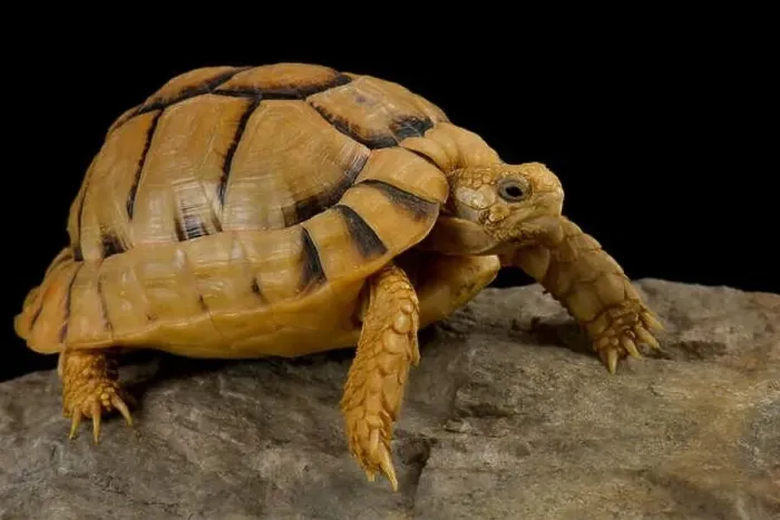 Framed Print : Kleinmann's tortoise (Testudo kleinmanni) Framed Print : Kleinmann's tortoise (Testudo kleinmanni)