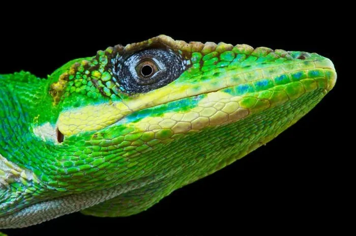 Framed Print : Knight Anole / Anolis equestris Framed Print : Knight Anole / Anolis equestris