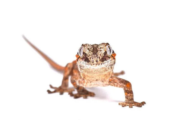 Framed Print : Knob-headed Giant Gecko (Rhacodactylus auriculatus) Framed Print : Knob-headed Giant Gecko (Rhacodactylus auriculatus)
