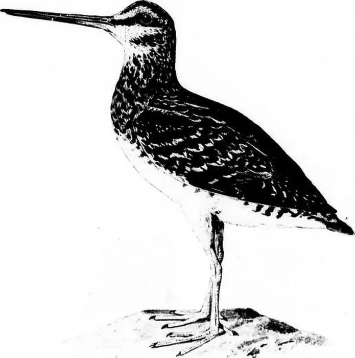 Framed Print : How to know the shore birds (Limicolae) of North America (south of Greenland and Alaska) [microform]