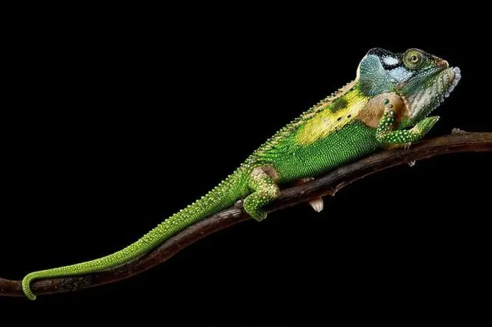 Framed Print : Knysna dwarf chameleon (Bradypodion damaranum) male Framed Print : Knysna dwarf chameleon (Bradypodion damaranum) male