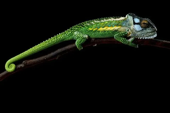 Framed Print : Knysna dwarf chameleon (Bradypodion damaranum) male Framed Print : Knysna dwarf chameleon (Bradypodion damaranum) male