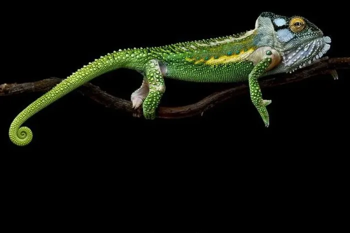 Framed Print : Knysna dwarf chameleon (Bradypodion damaranum) male Framed Print : Knysna dwarf chameleon (Bradypodion damaranum) male