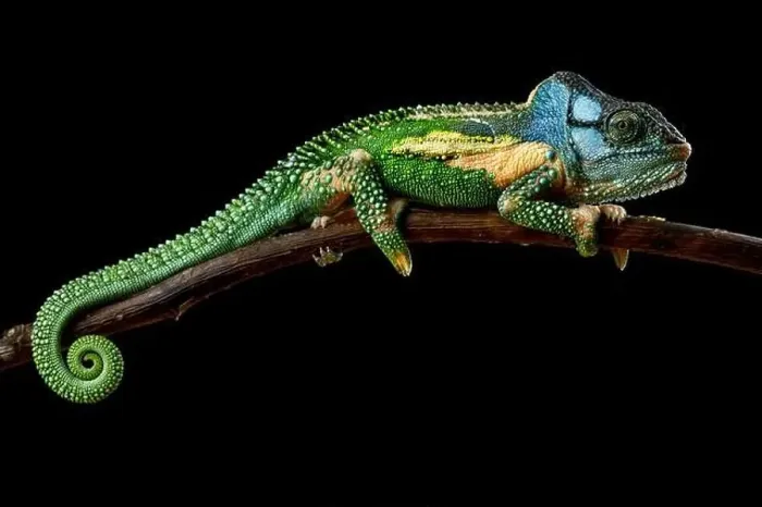 Framed Print : Knysna dwarf chameleon (Bradypodion damaranum) male Framed Print : Knysna dwarf chameleon (Bradypodion damaranum) male