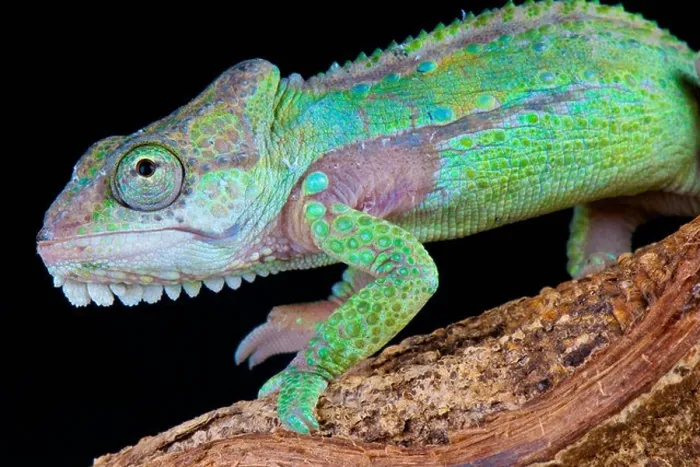 Framed Print : Knysne dwarf chameleon / Bradypodion damanarum Framed Print : Knysne dwarf chameleon / Bradypodion damanarum