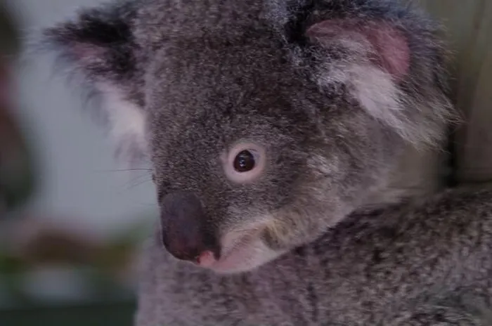 Framed Print : koala close up Framed Print : koala close up