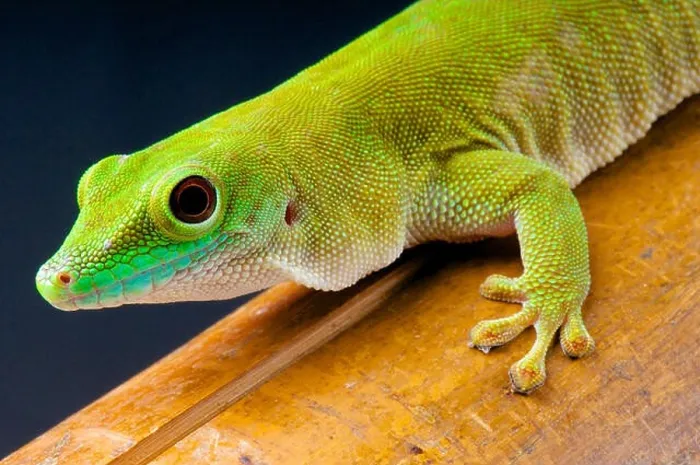 Framed Print : Koch's day gecko (Phelsuma kochi) Framed Print : Koch's day gecko (Phelsuma kochi)