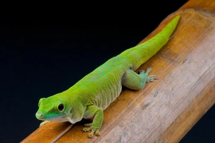 Framed Print : Koch's giant day gecko (Phelsuma madagascariensis kochi) Framed Print : Koch's giant day gecko (Phelsuma madagascariensis kochi)