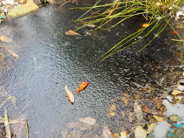 Framed Print : Koi Fish froze to death in the garden pond in winter and lay on the ice Framed Print : Koi Fish froze to death in the garden pond in winter and lay on the ice