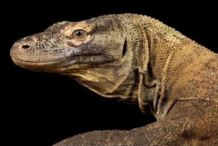 Framed Print : Komodo dragon (Varanus komodoensis) Framed Print : Komodo dragon (Varanus komodoensis)