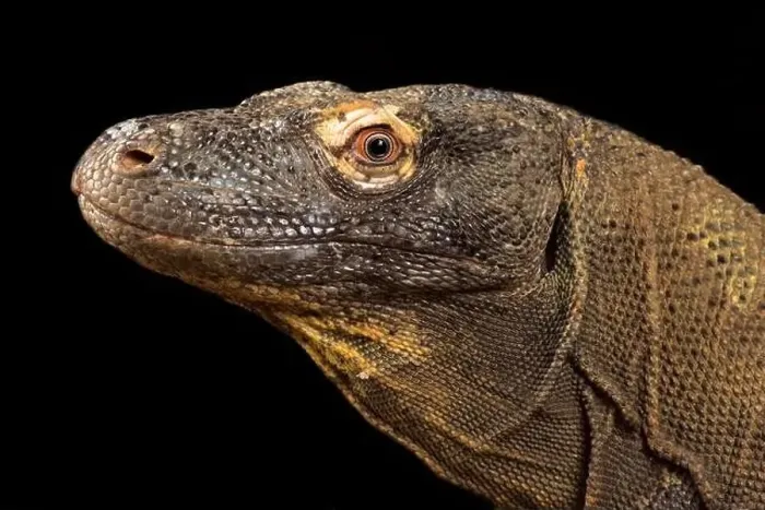 Framed Print : Komodo dragon (Varanus komodoensis) Framed Print : Komodo dragon (Varanus komodoensis)