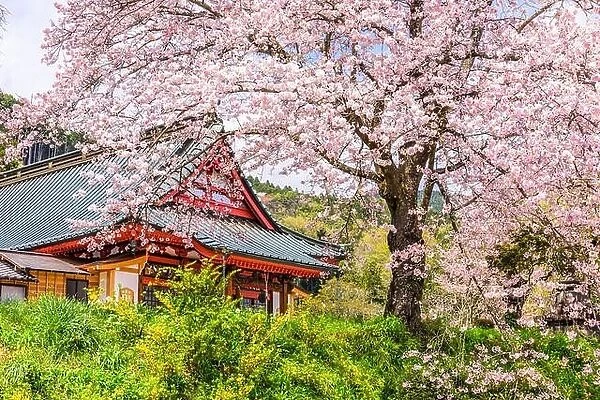 Kotokuji Temple, Shizuoka, Japan in spring