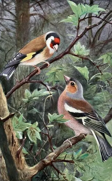 Framed Print : Kuhnert Wilhelm - Goldfinch and Chaffinch - German School - 19th Century - Kuhnert Wilhelm - Goldfinch Framed Print : Kuhnert Wilhelm - Goldfinch and Chaffinch - German School - 19th Century - Kuhnert Wilhelm - Goldfinch