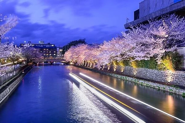 Kyoto, Japan on the Okazaki Canal during the spring cherry blossom season
