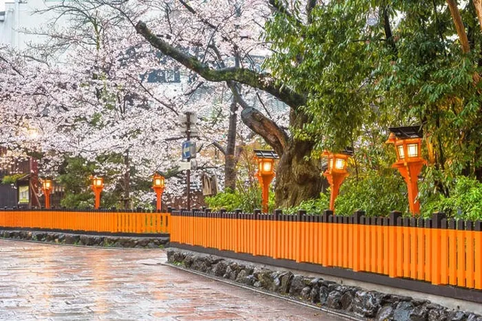 Framed Print : Kyoto, Japan along Shirakawa Dori Street in the spring season Framed Print : Kyoto, Japan along Shirakawa Dori Street in the spring season